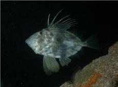John Dory © Keith Hiscock